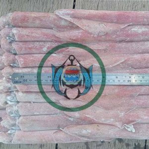 LOLIGO SQUID ( FROZEN ON BOARD )