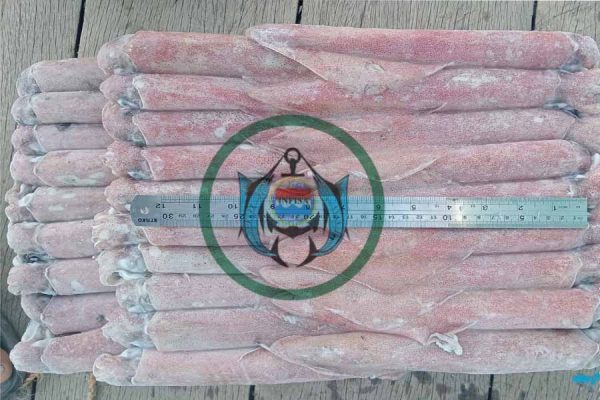 LOLIGO SQUID ( FROZEN ON BOARD )