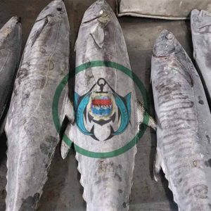 SPANISH MACKEREL ( IKAN TENGGIRI )