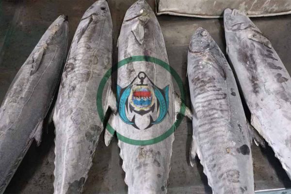 SPANISH MACKEREL ( IKAN TENGGIRI )