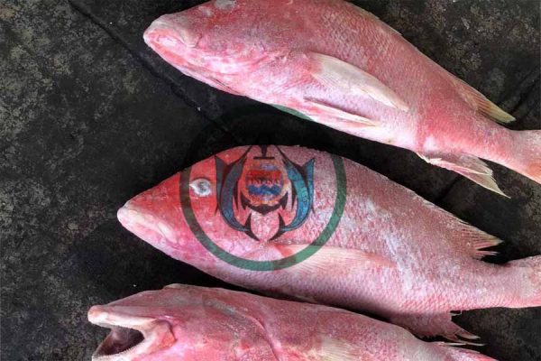 RED SNAPPER ( KAKAP MERAH )