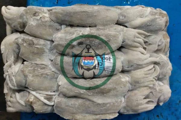 CUTTLEFISH ( SOTONG ) land Frozen
