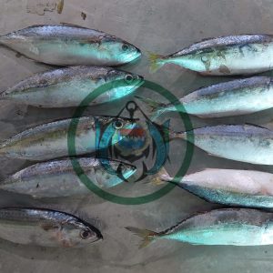 INDIAN MACKEREL ( Ikan Banyar )