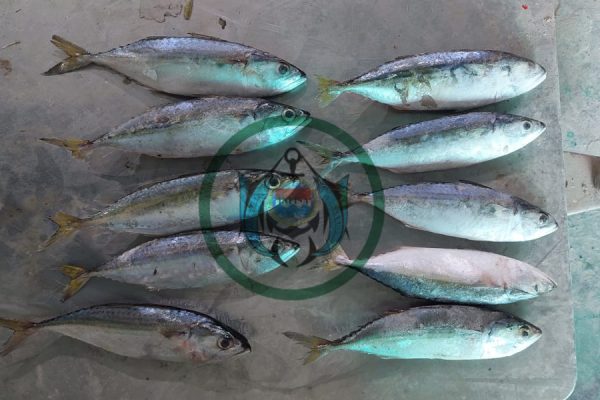 INDIAN MACKEREL ( Ikan Banyar )
