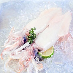 Squid
